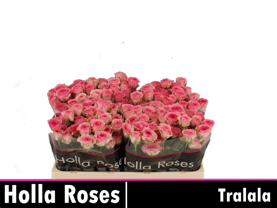 Rosa Spr Tralala 50cm