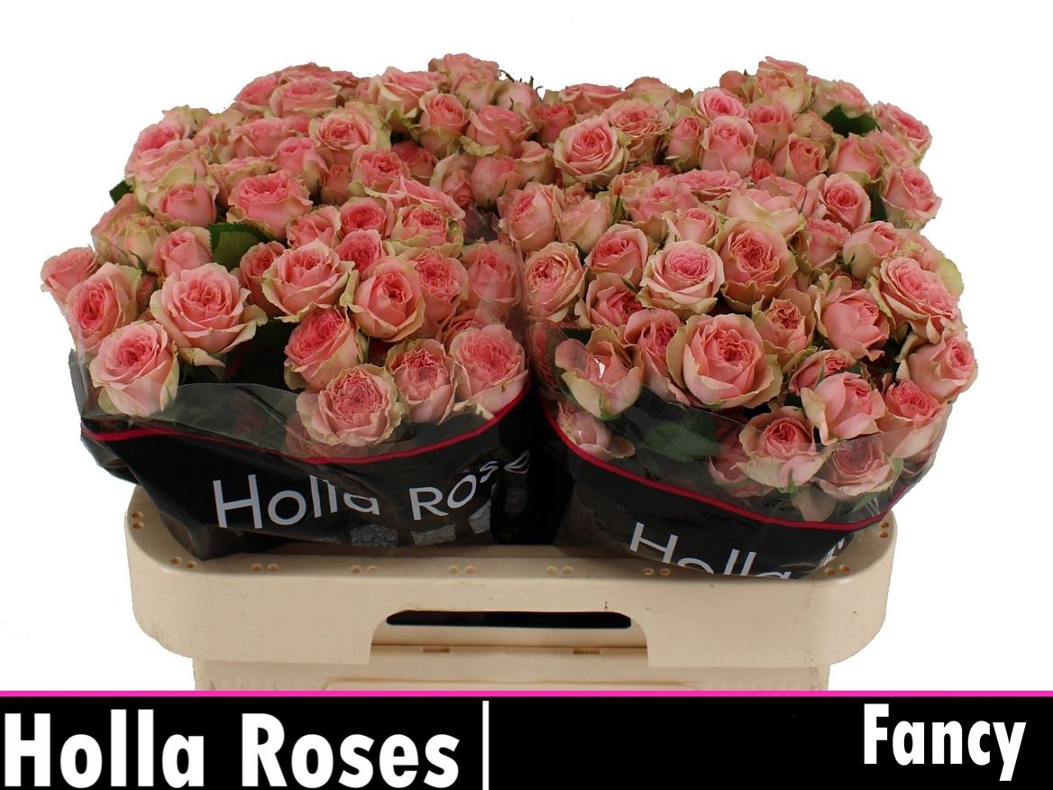Rosa Spr Fancy 60cm