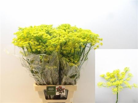 Foeniculum Vulgare 80cm