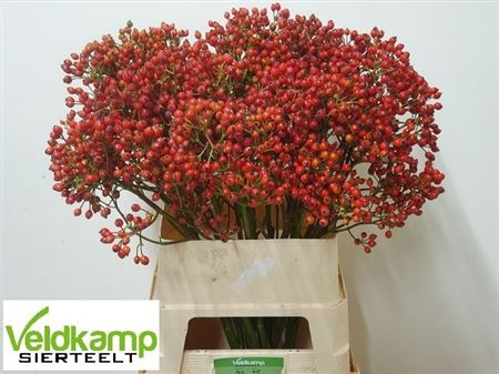 Rosa Mag Autum Glory 90cm