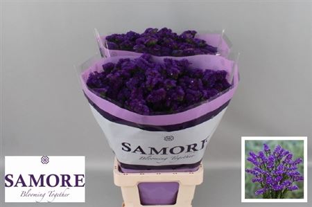 Limonium Sinuatum Navy Sun Birds 70cm 40gr.