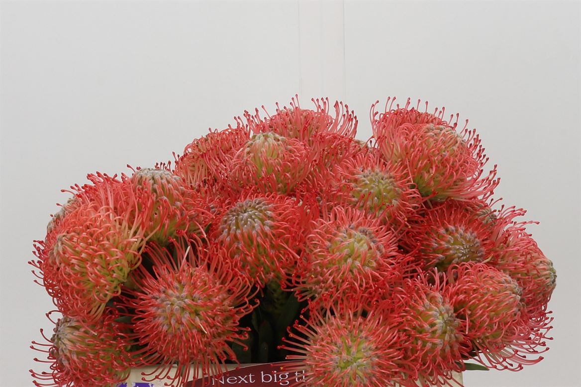 Leuco Ayoba Pink 40cm