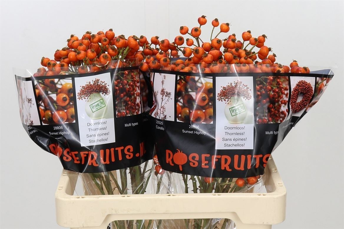 Rosa Hiphop Sunset 60cm 125gram