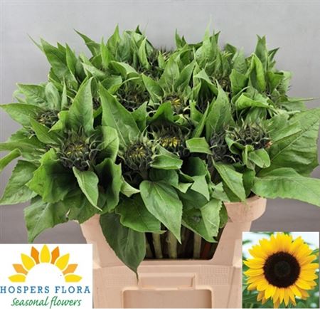 Helianthus Sunrich Orange 80cm 12cm Hd