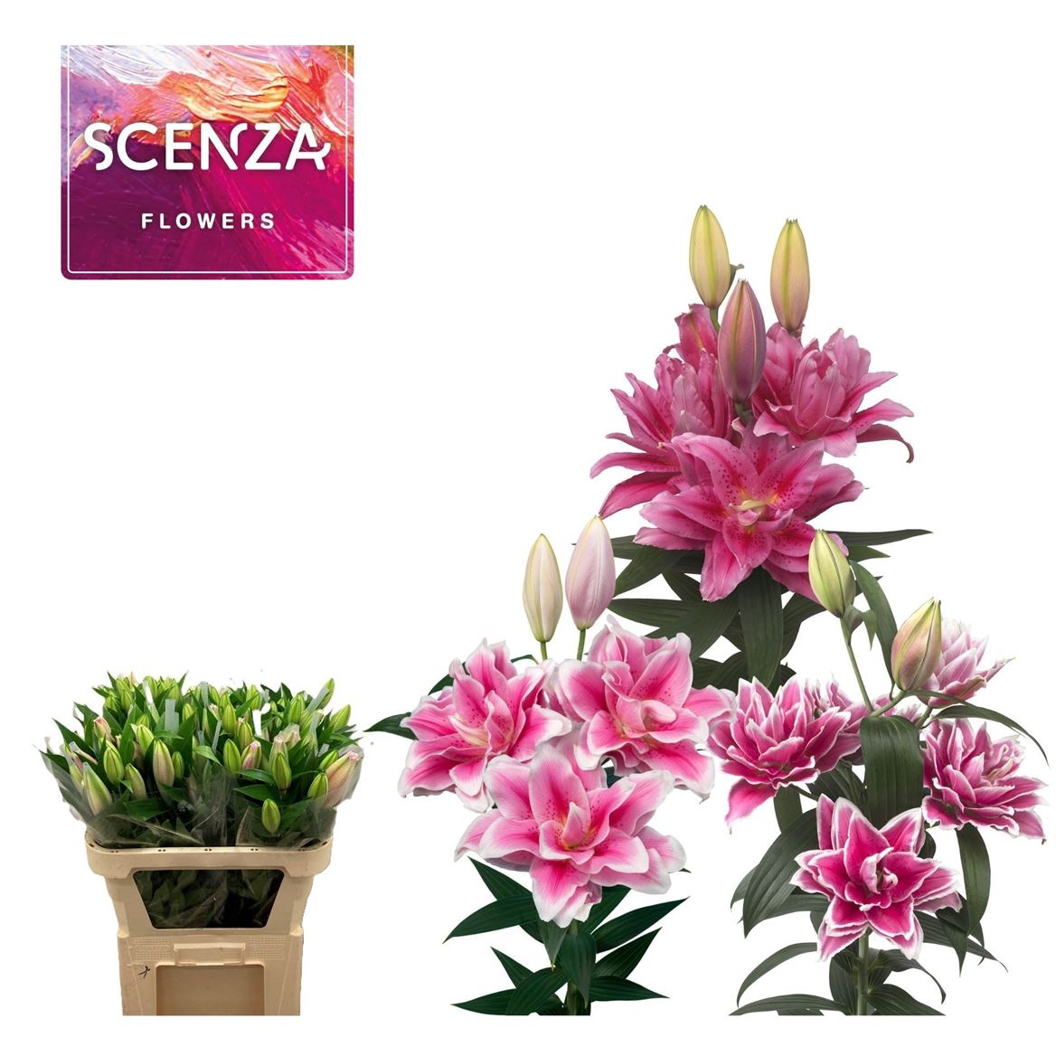 Lilium Or Double 80cm 2/4bl