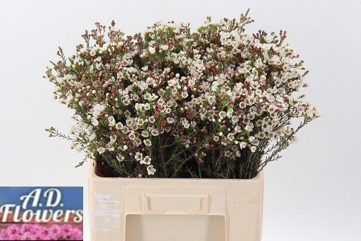 Chamelaucium Liron 50cm 25gram