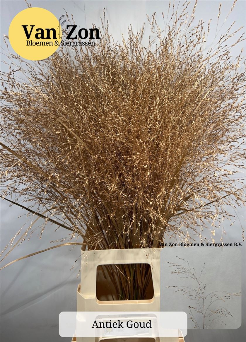 Painted Greenery Per Bunch 100cm