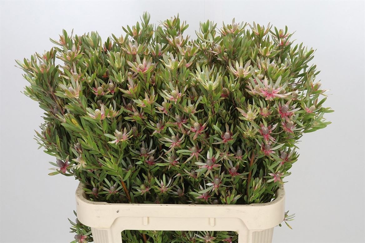 Leucad Ayoba St Pear 80cm