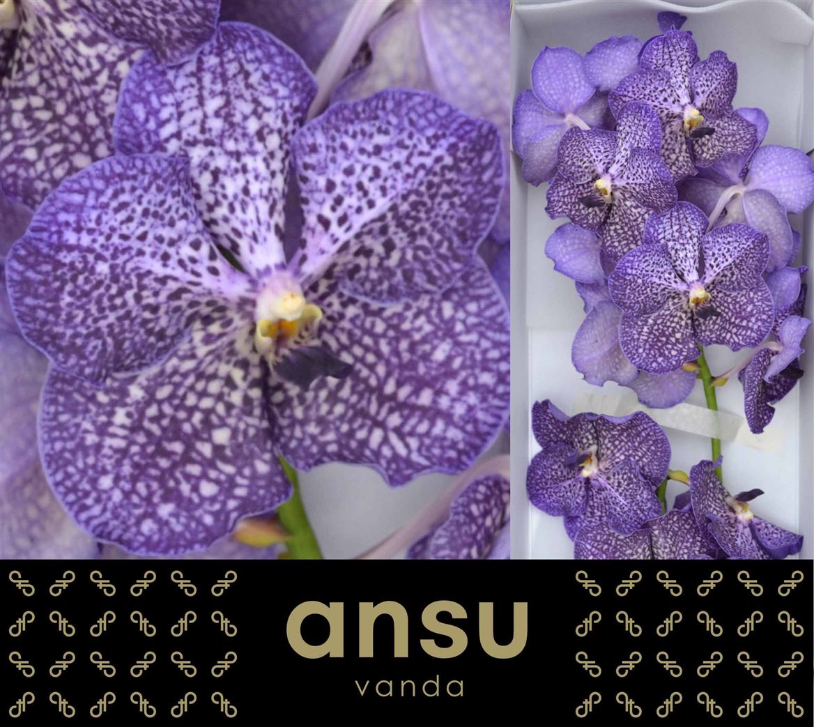 Vanda Sapphire 30cm 11bl