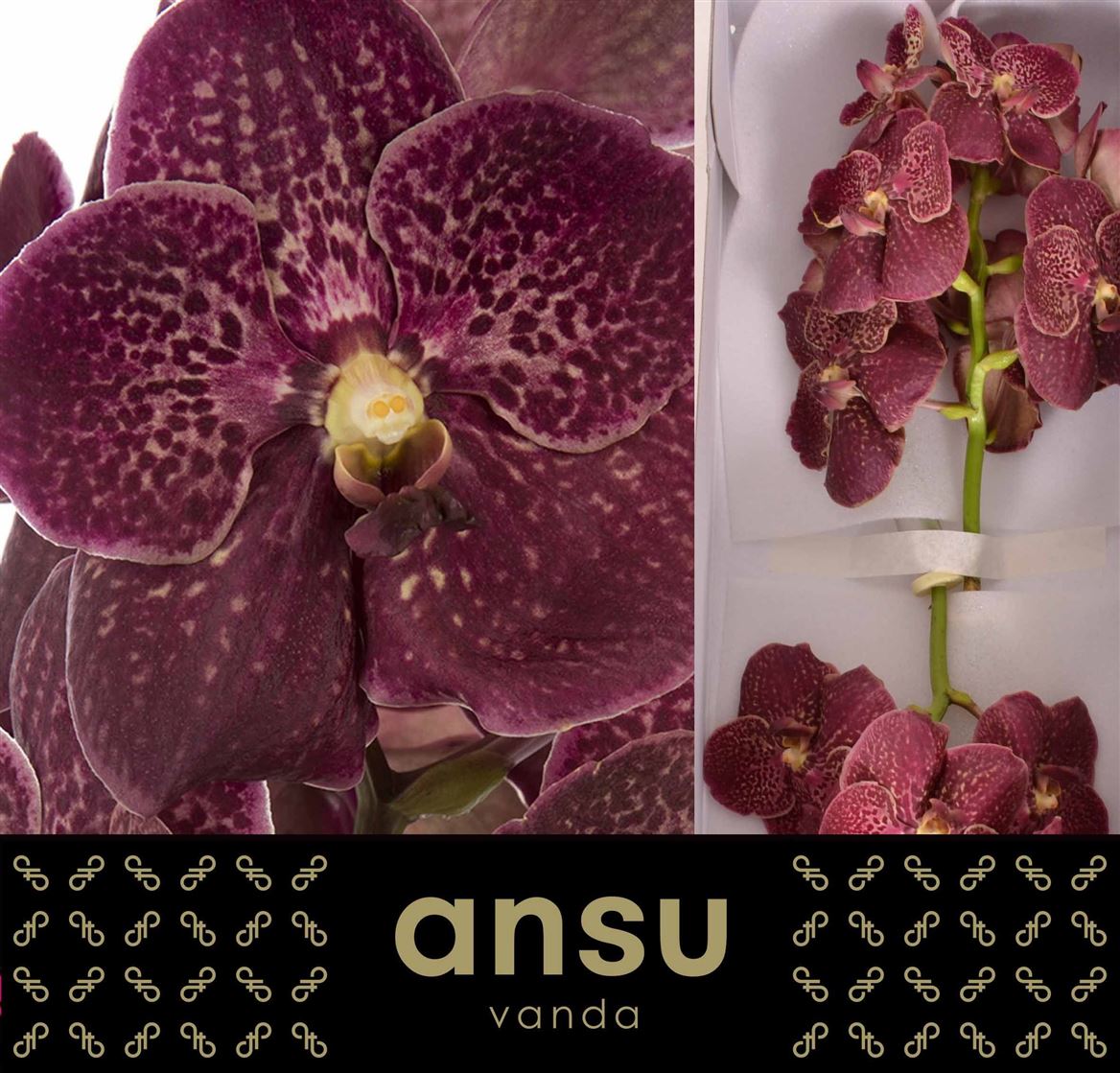 Vanda Sun Chocolate Red 8 20cm 10bl