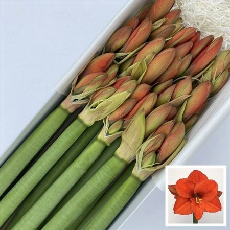 Hippeastrum Naranja 4bl