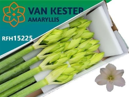 Hippeastrum Casa Blanca 4bl