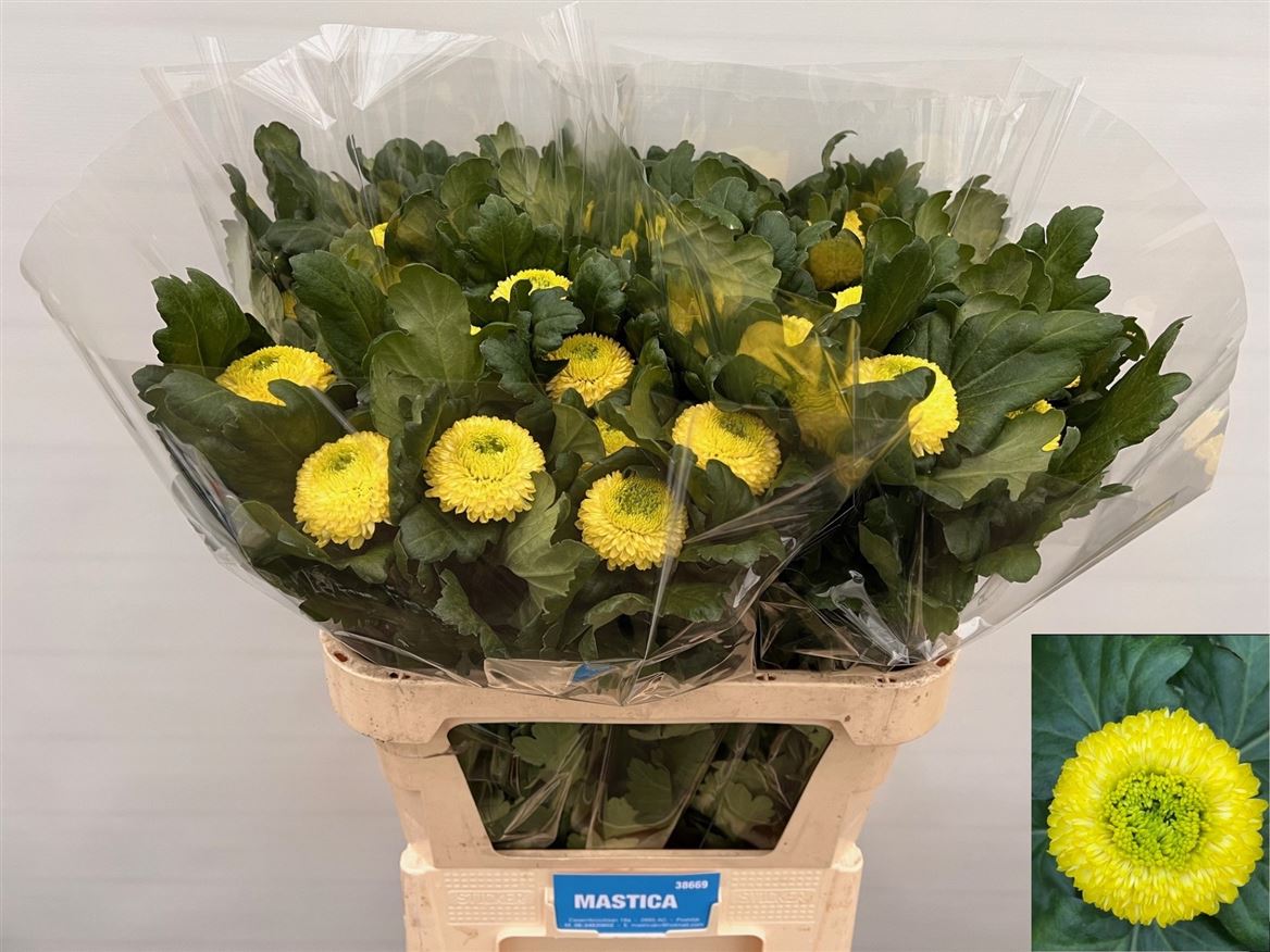 Chrysant Single Sunny Boris 80cm 85gram