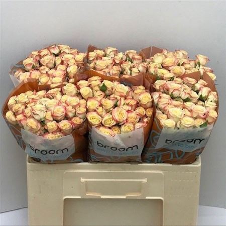 Rosa Spr Candelicious 50cm