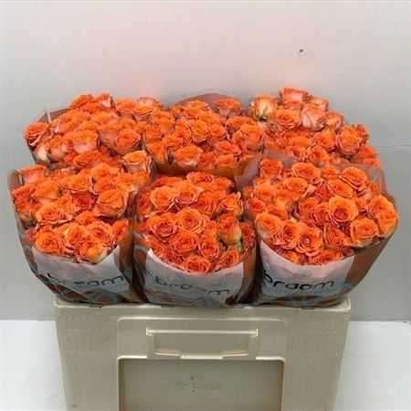 Rosa Spr Ariya 50cm