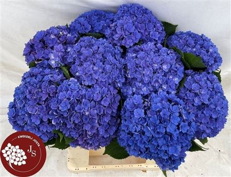 Hydrangea Royal Kiss 60cm 17Ø
