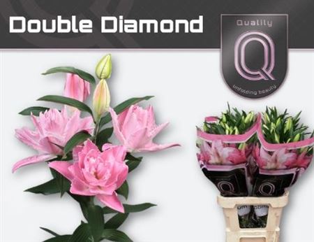 Li Or Du Dou Diamond 95cm 4/5bl