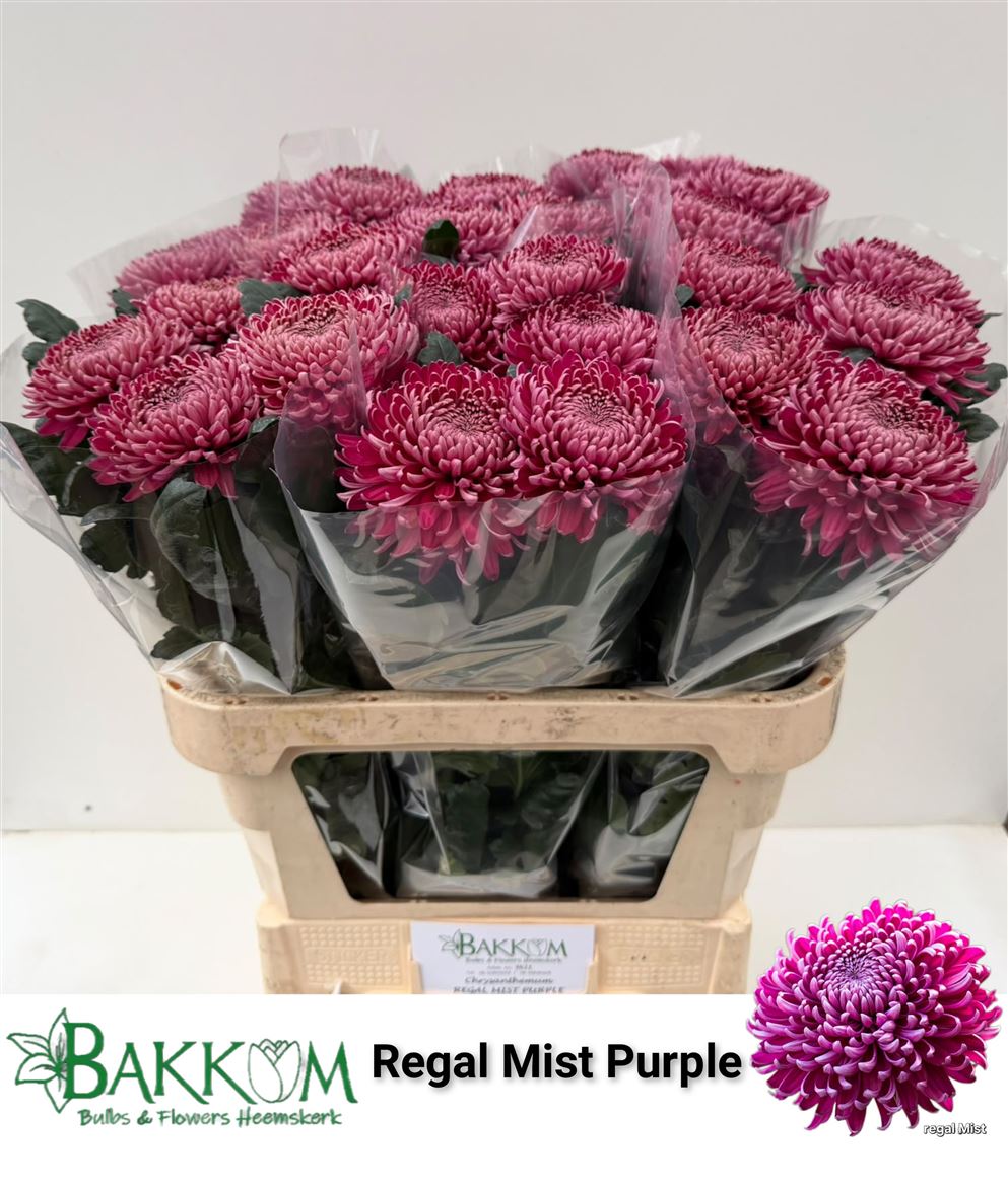 Chrys Single Regalm Purper 80cm 115gram