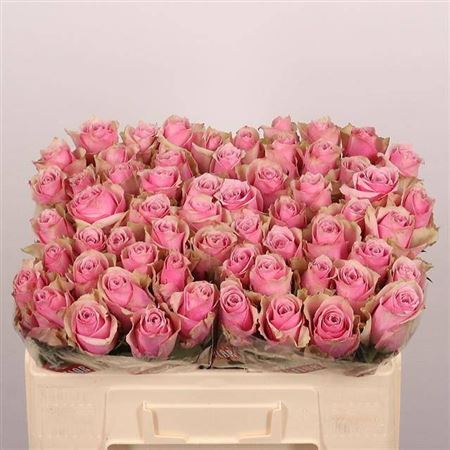 Rosa Athena Royale 50cm