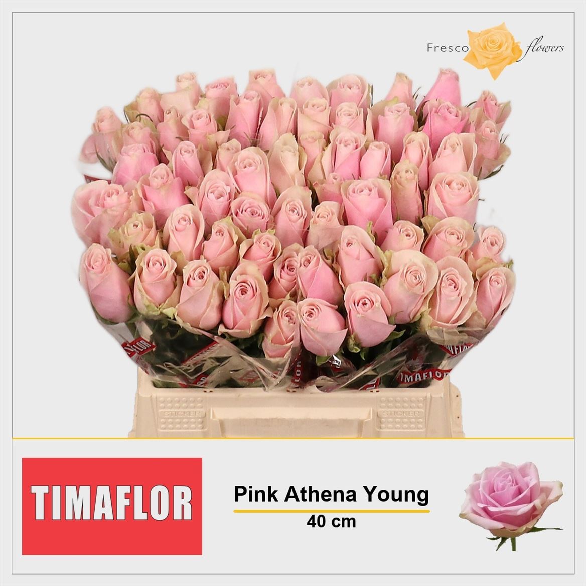 Rosa Pink Athena 40cm