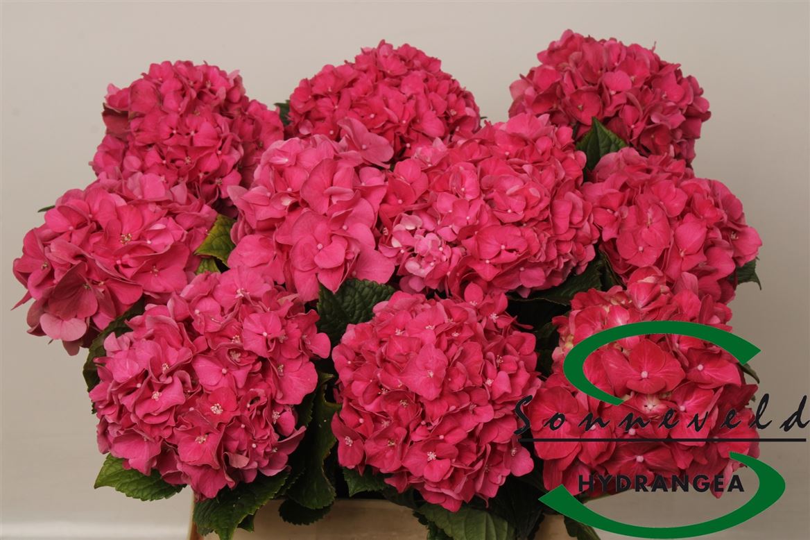 Hydrangea Glowing Alps Pink 60cm 14Ø