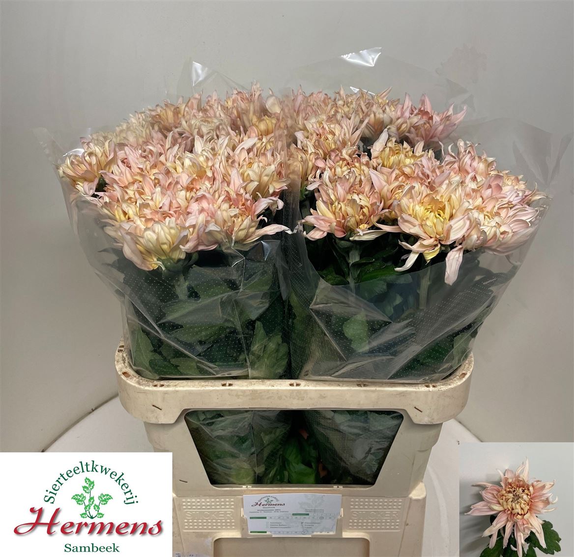 Chrys Single Avignon 80cm 90gram