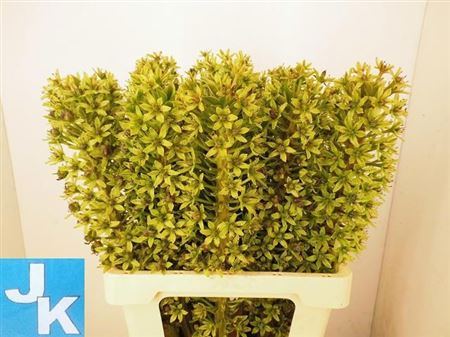 Eucomis Burgundy 65cm