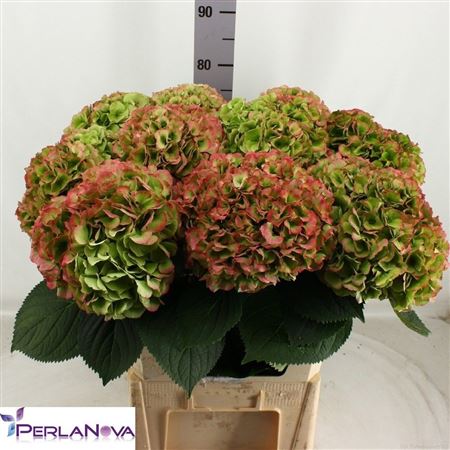Hydrangea My Heaven Classic 80cm 22Ø