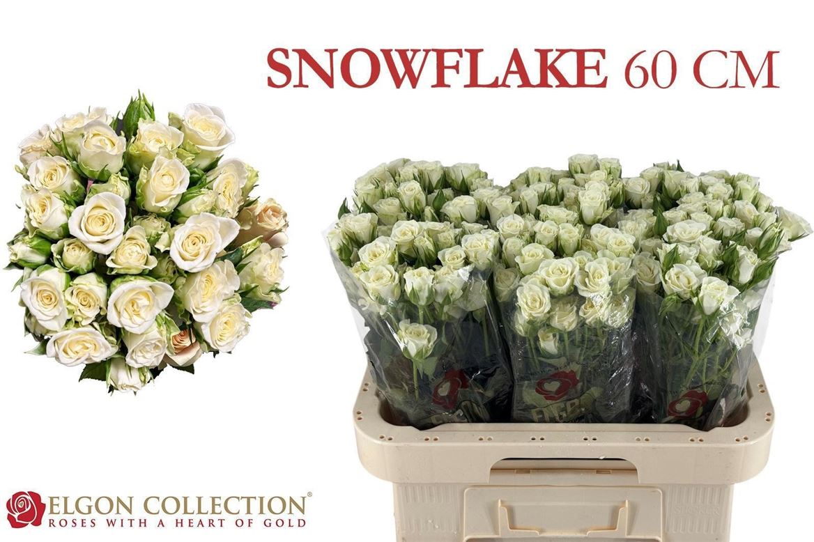 Rosa Spr Snowflake 60cm