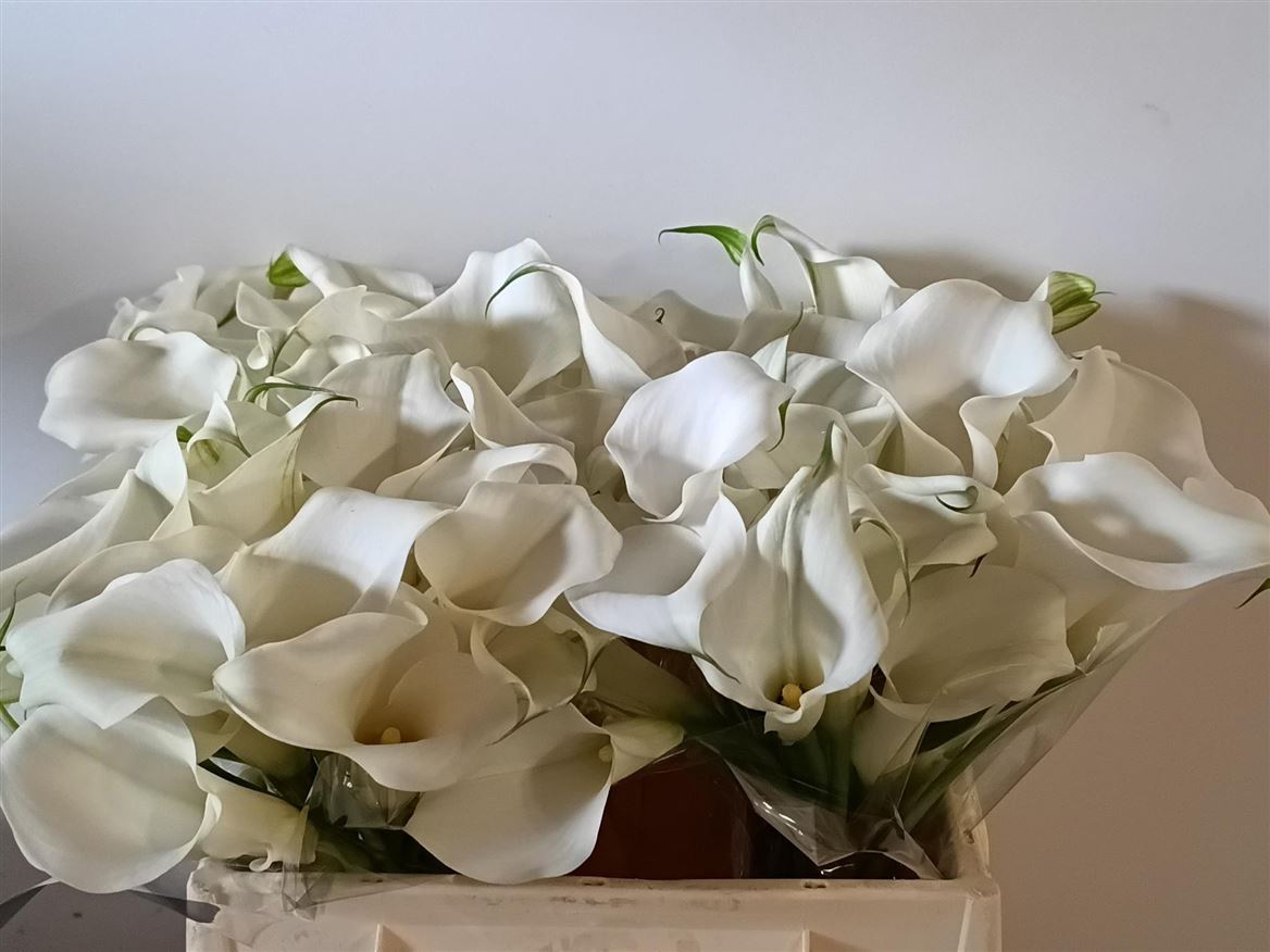 Calla Pure Art 35cm