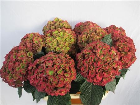 Hydrangea Royal Anastasia Classic 80cm 19Ø