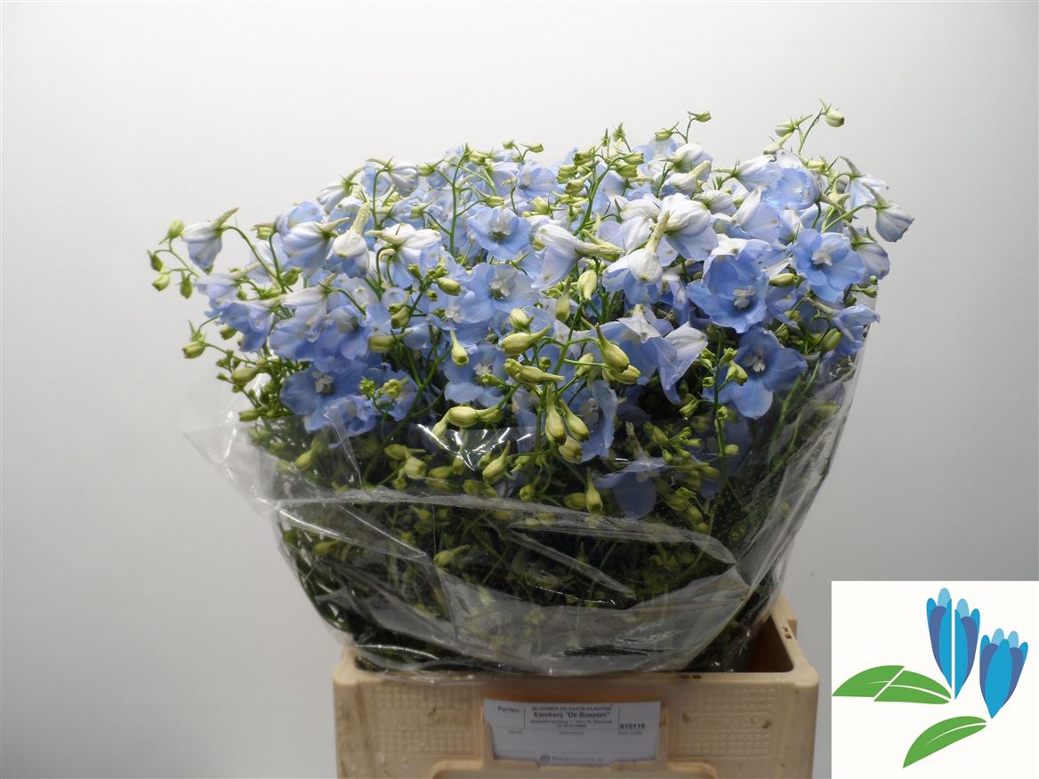 Delphinium Be Balkleid 60cm