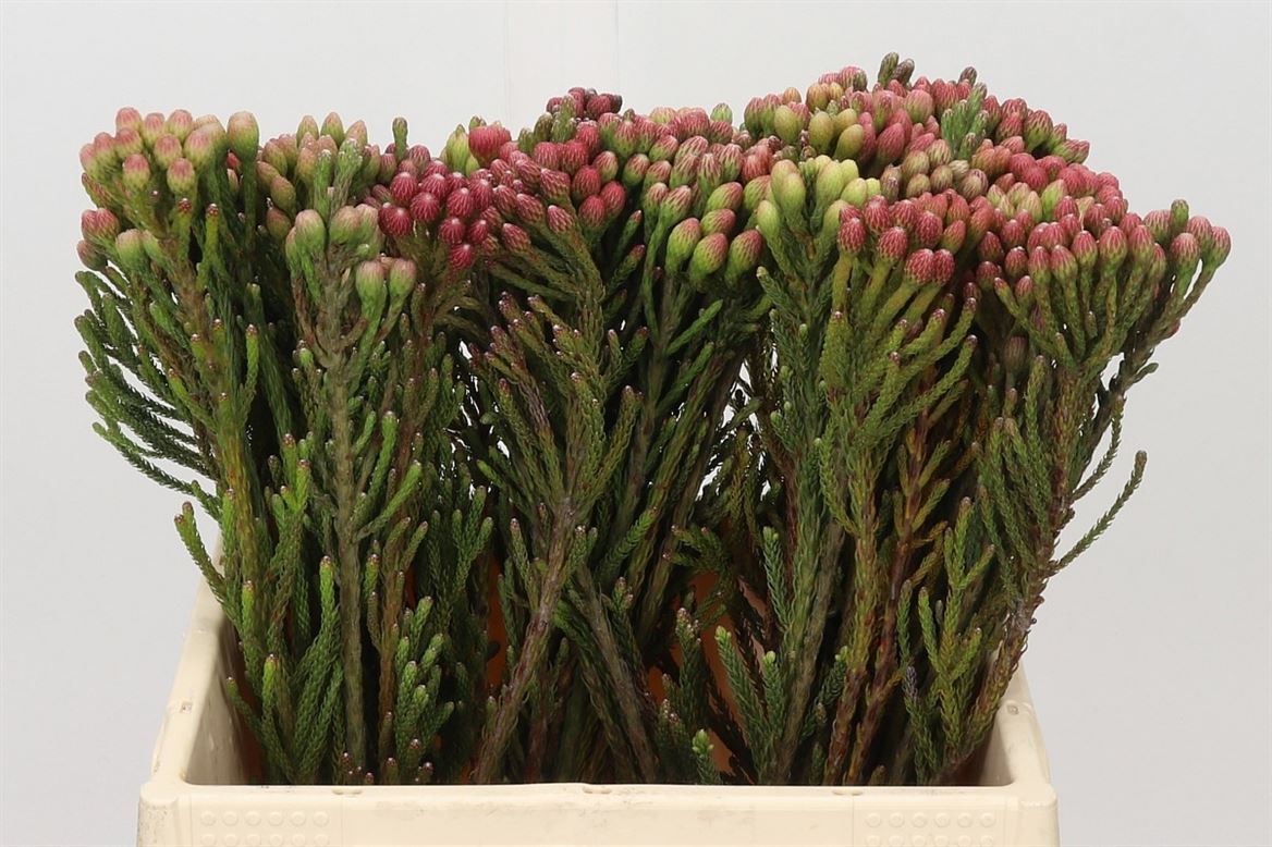 Brunia Laevis Red 40cm