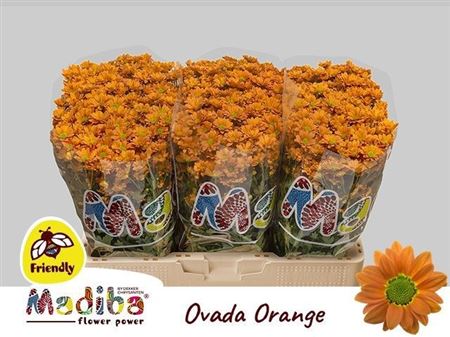 Chrys Santini Madiba Ovada Orange 55cm 110Ø