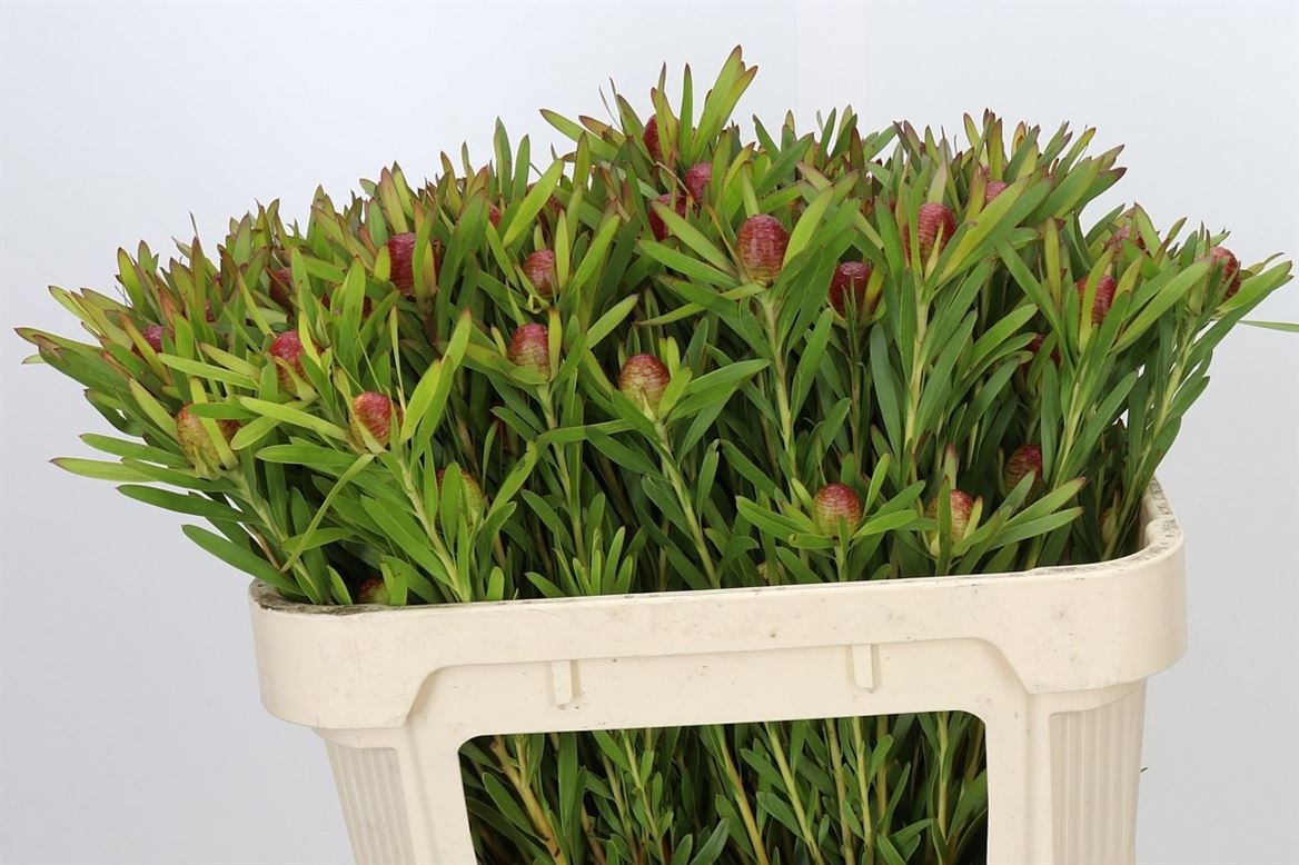 Leucadendron Ayoba Cherry Pearl 70cm Spray