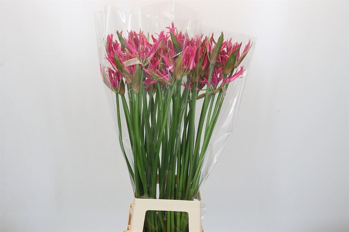 Nerine Pink Spunky 90cm