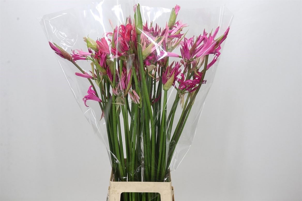 Nerine Mix 80cm