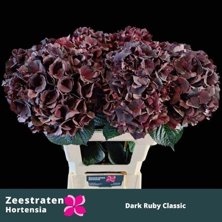 Hydrangea Dark Ruby Classic 60cm 18Ø