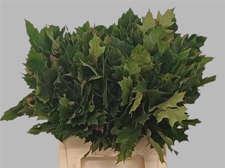 Quercus Rubra 60cm
