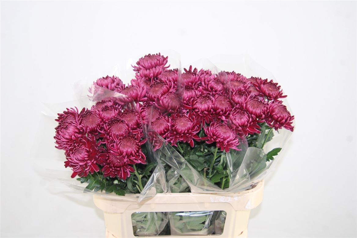Chrys Single Bigoudi Purple 80cm 70gram