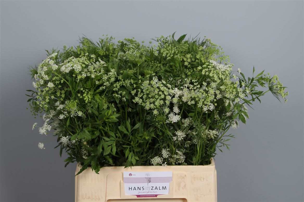 Ammi Majus Visnaga 65cm