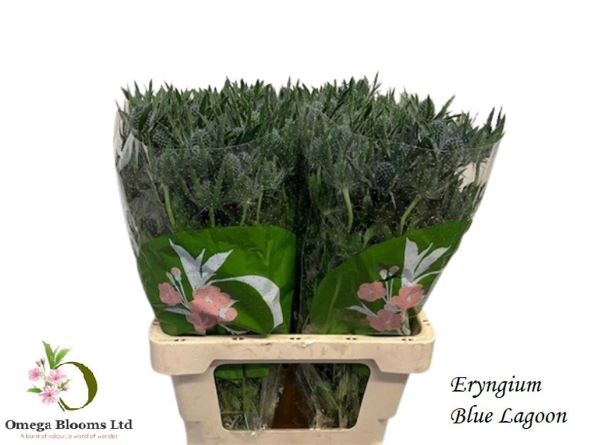 Eryngium Blue Lagoon 70cm