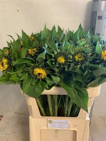 Helianthus Sunrich Or 80cm 9Ø