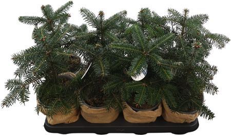 Abies Nordman Jute Pot