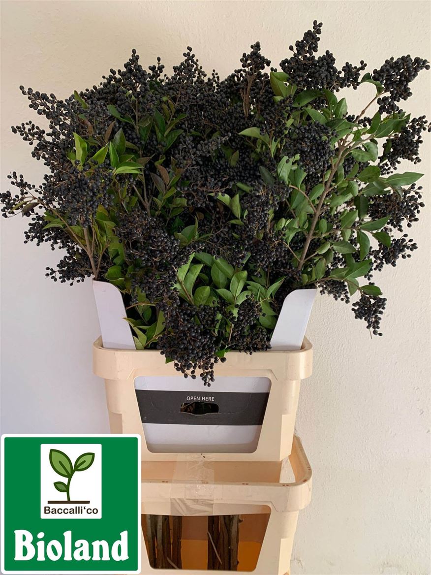 Ligustrum Winter Beauty 120cm