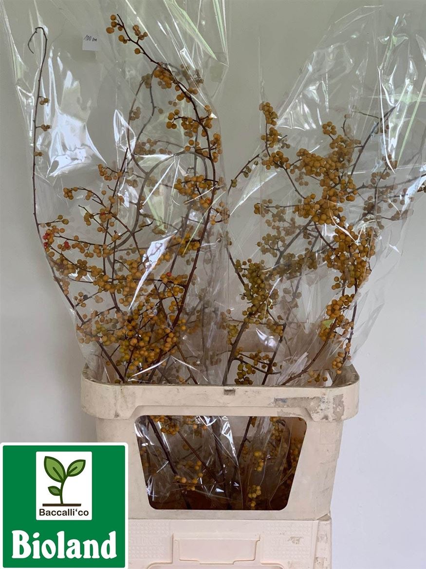 Celsatrus Scandens Nico Berry 100cm