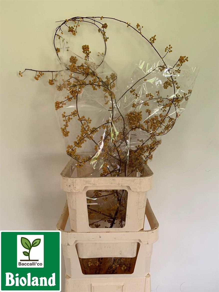 Celsatrus Scandens Nico Berry 180cm