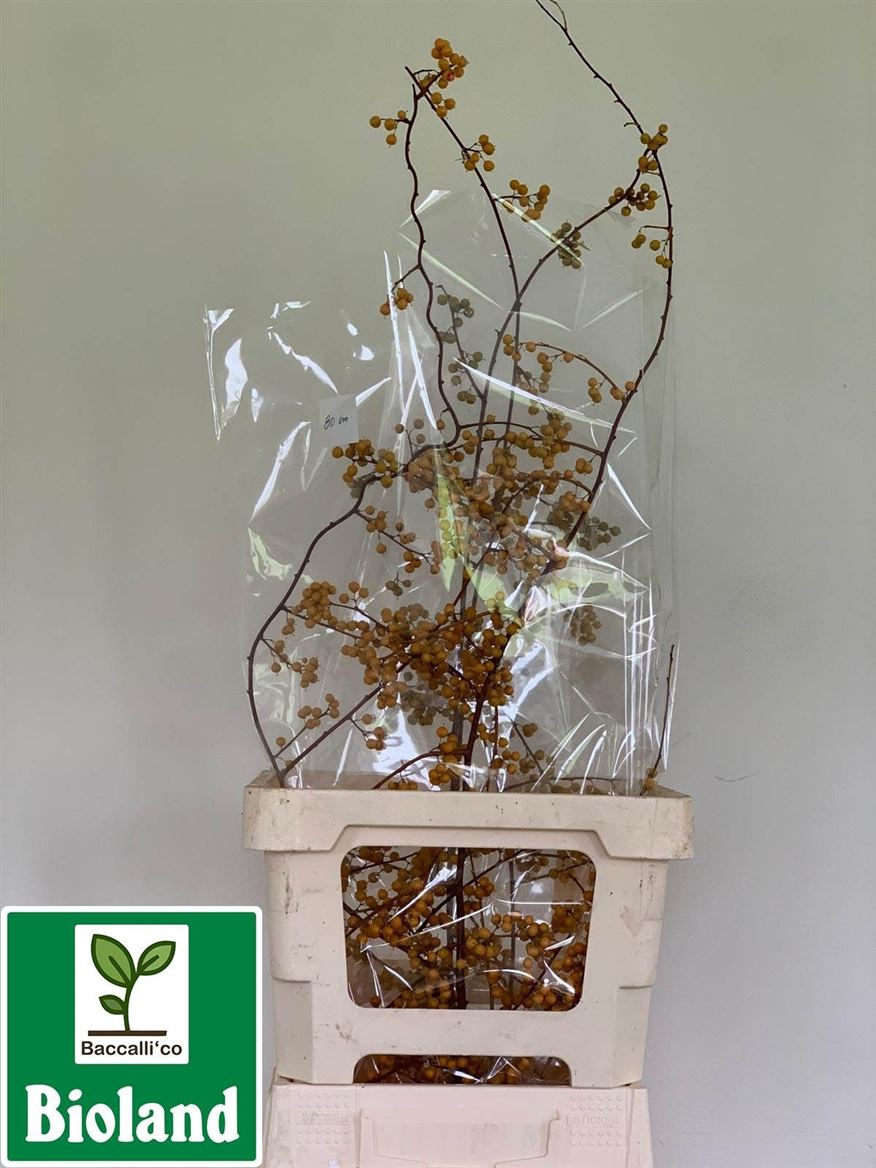 Celsatrus Scandens Nico Berry 80cm