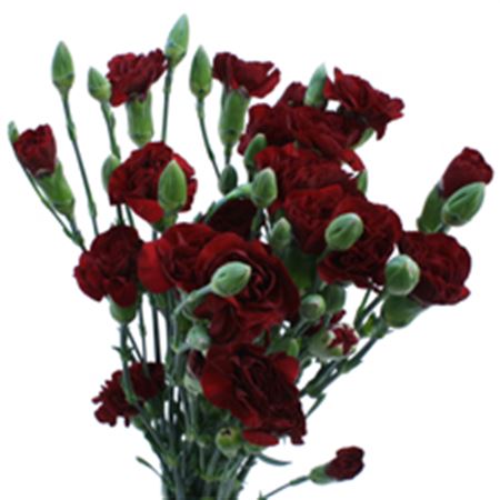 Dianthus Spray Chateau 60cm