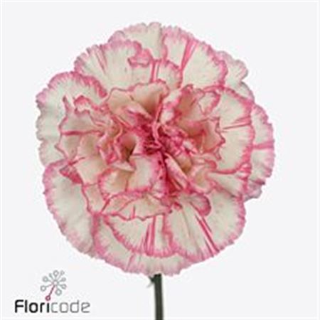 Dianthus Single Sonatina 65cm